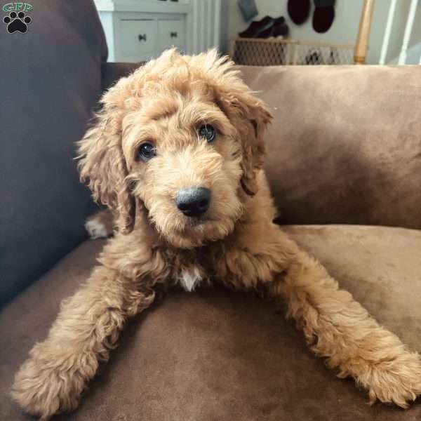 Chevy, Mini Goldendoodle Puppy